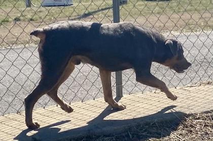Enlarge Rodderick, a ADOPTABLE Rottweiler in Glasgow, KY image 2/2