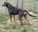 Enlarge Rodderick, a ADOPTABLE Rottweiler in Glasgow, KY image 2/2
