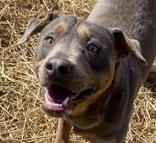 Rodderick, ADOPTABLE, Adult Male Rottweiler.