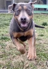 Enlarge Rodderick, a ADOPTABLE Rottweiler in Glasgow, KY image 1/2