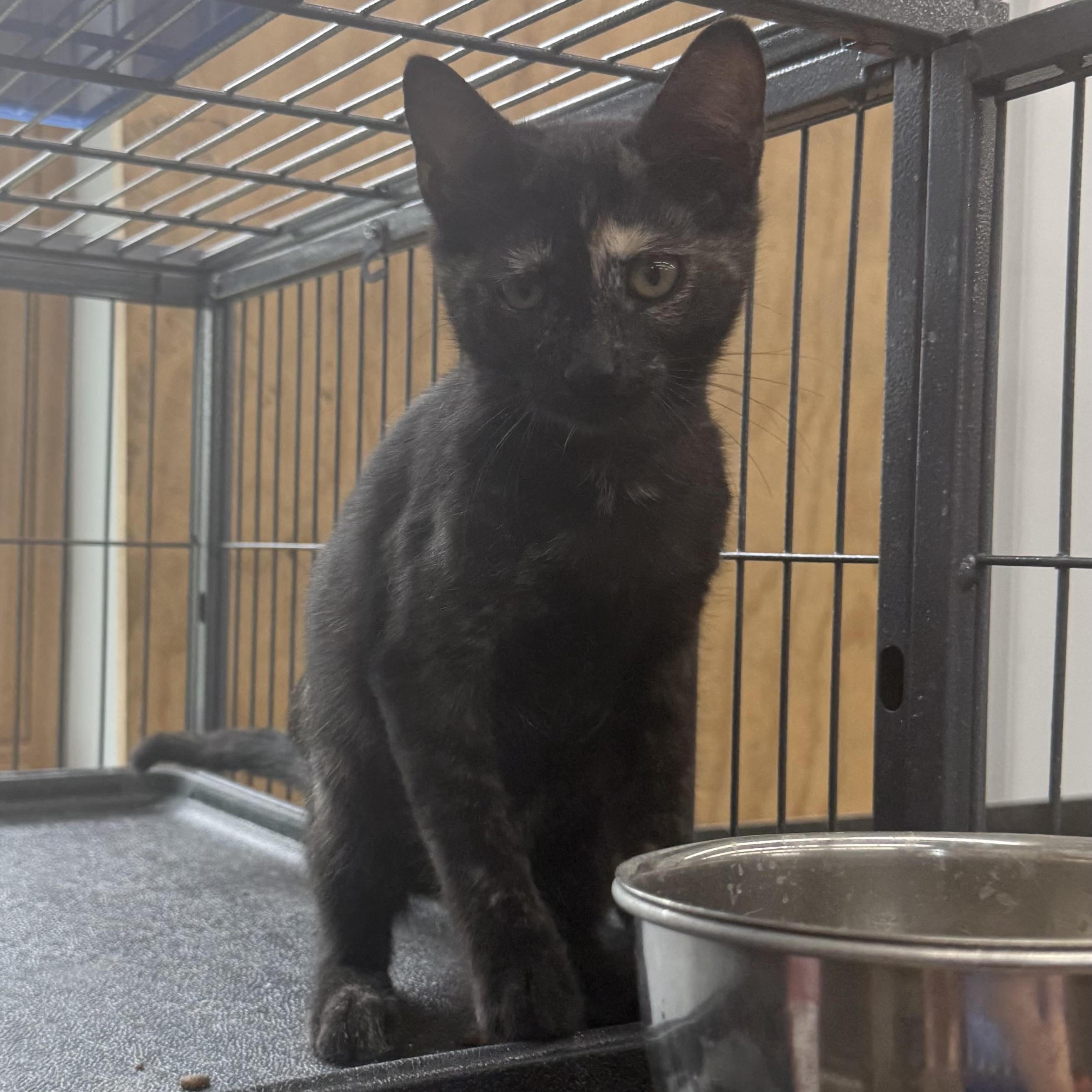 Toffee, ADOPTABLE, Kitten Female Domestic Short Hair.