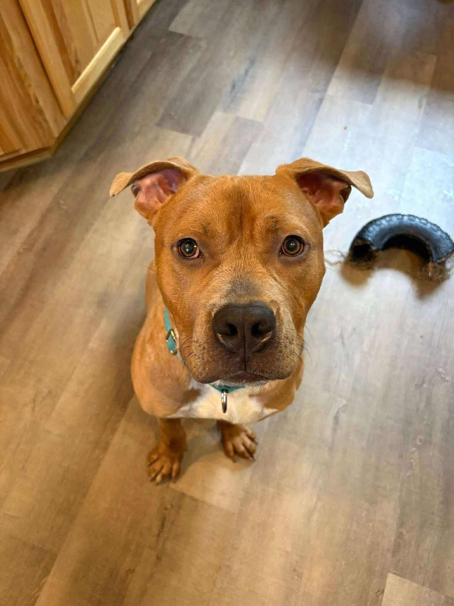 Bullwinkle, an adoptable Pit Bull Terrier in Brooks, ME, 04921 | Photo Image 1