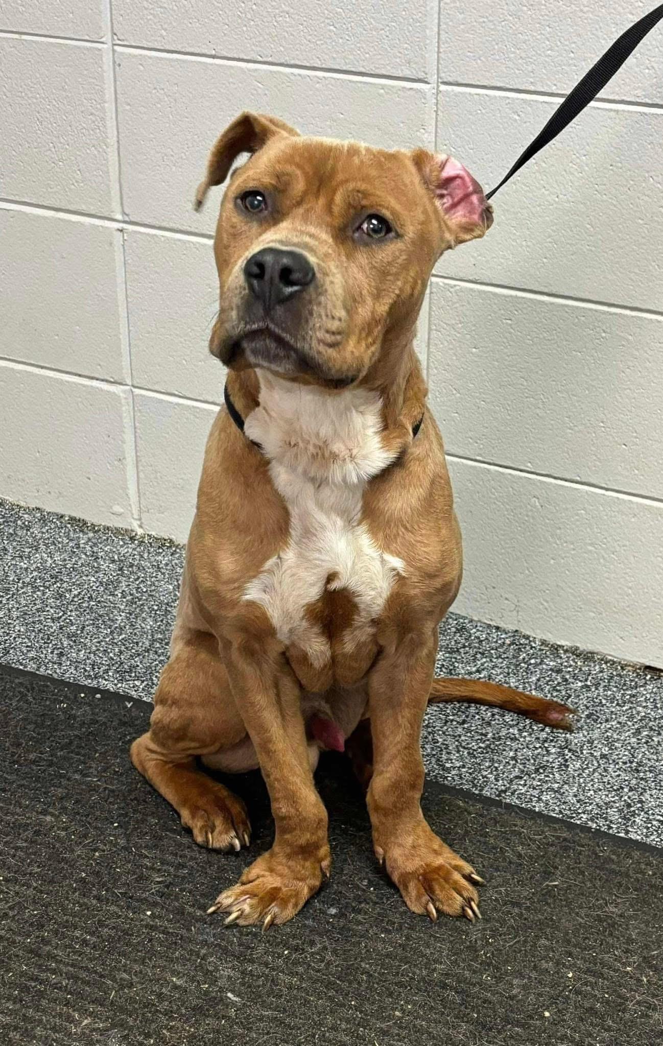 Bullwinkle, an adoptable Pit Bull Terrier in Brooks, ME, 04921 | Photo Image 5