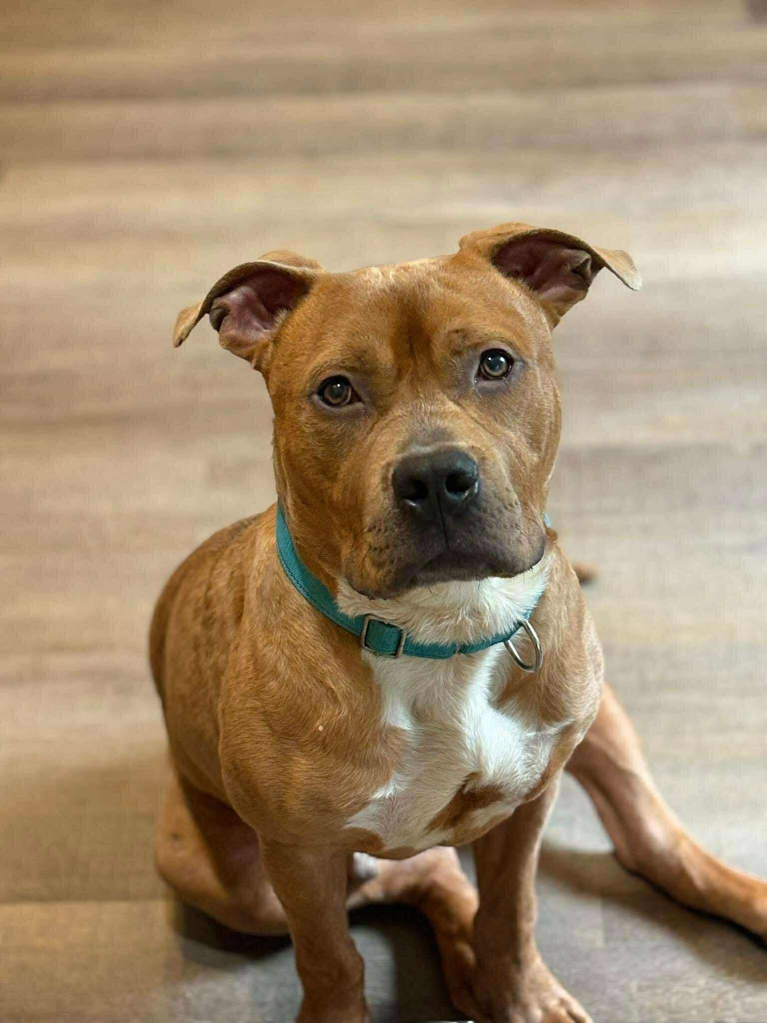 Bullwinkle, an adoptable Pit Bull Terrier in Brooks, ME, 04921 | Photo Image 4