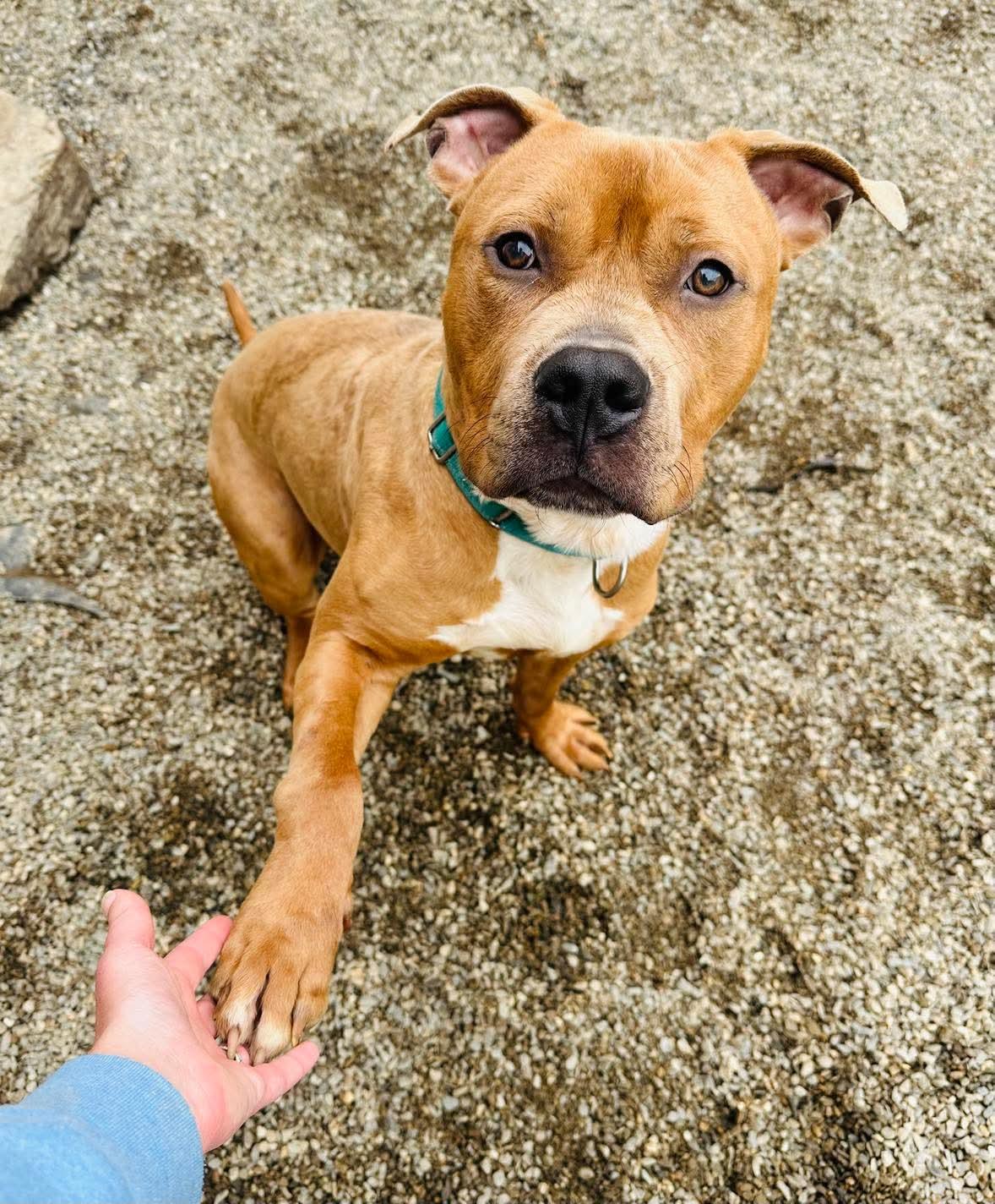 Bullwinkle, an adoptable Pit Bull Terrier in Brooks, ME, 04921 | Photo Image 3
