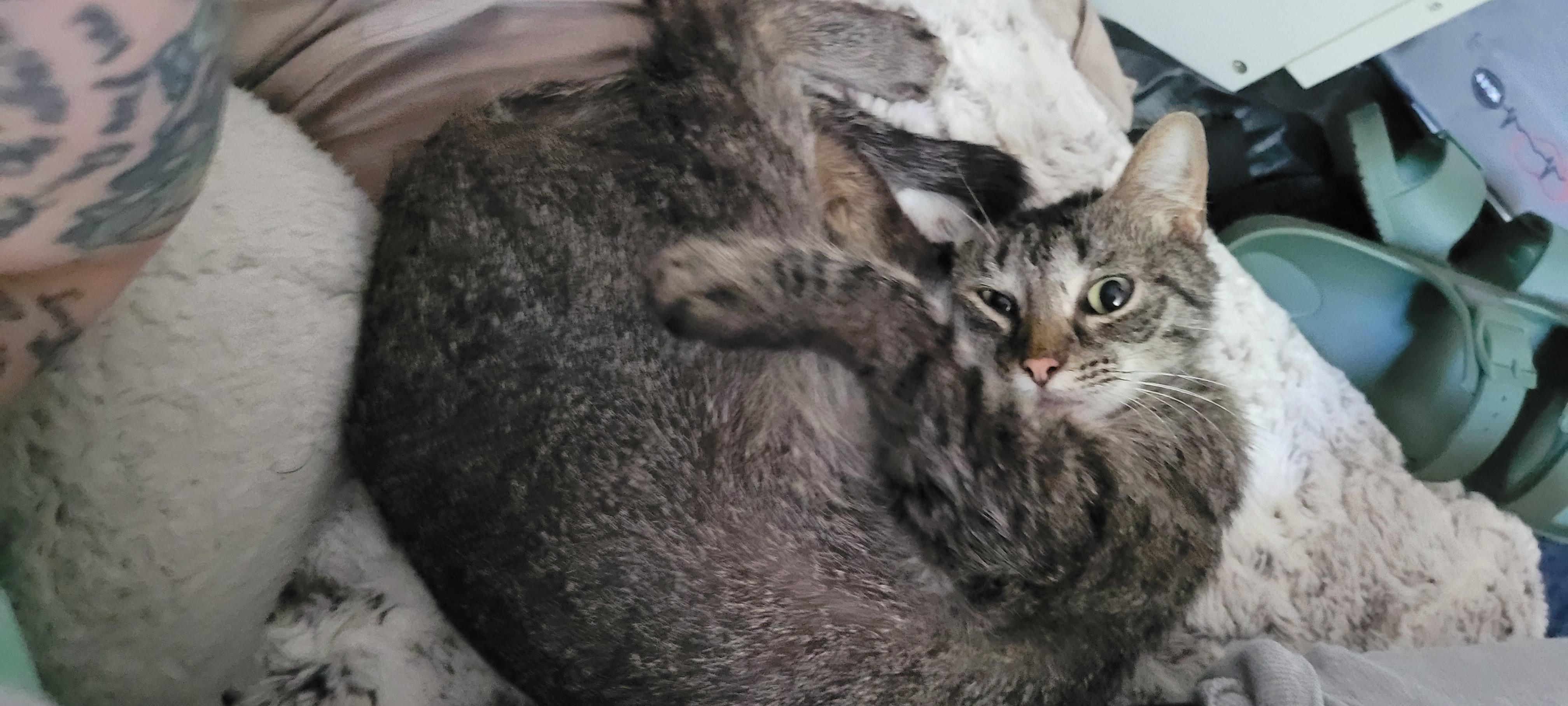 Enlarge Bianca Pepper, an adopted Tabby in Grand Rapids, MI image 1/5