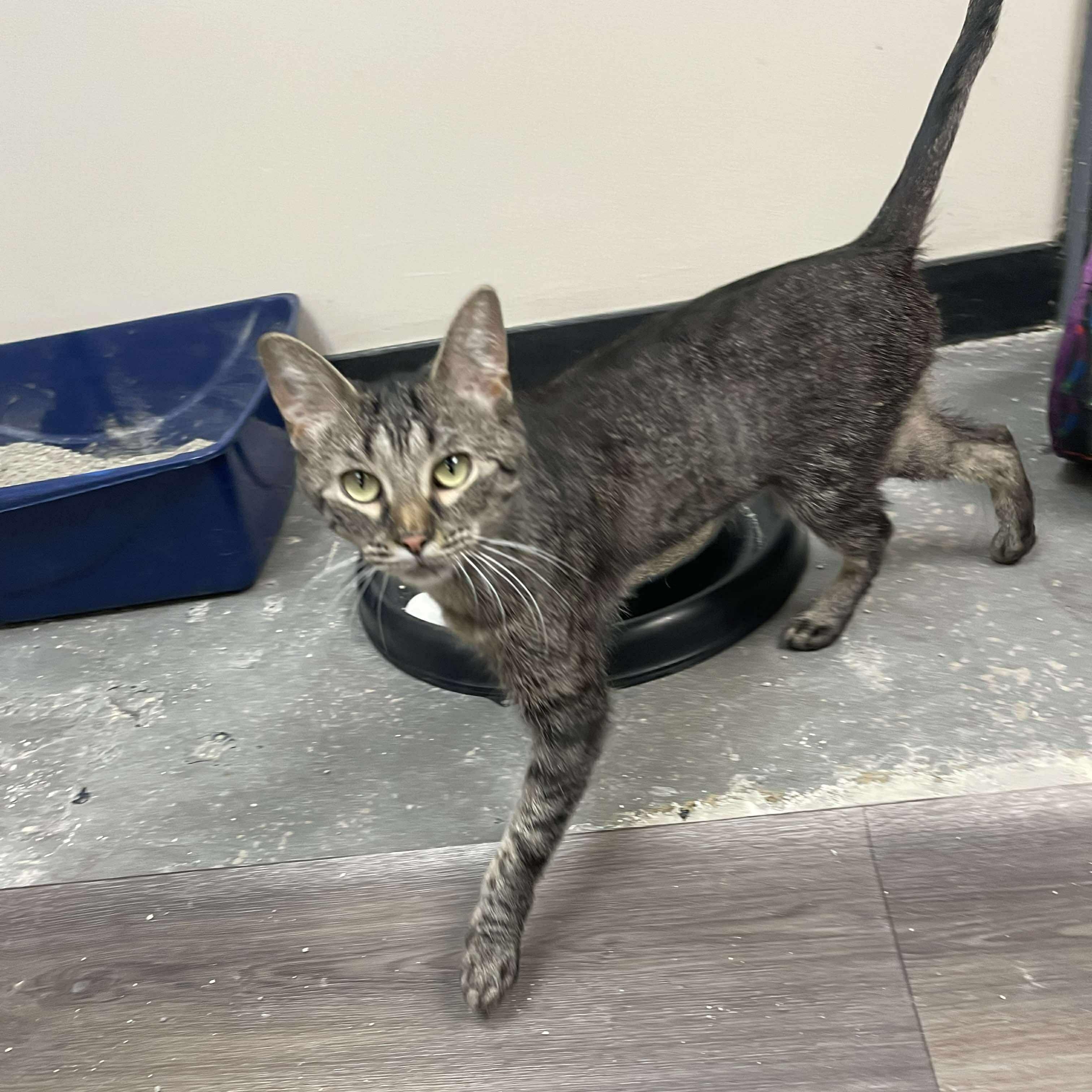 Enlarge Bianca Pepper, an adopted Tabby in Grand Rapids, MI image 2/5