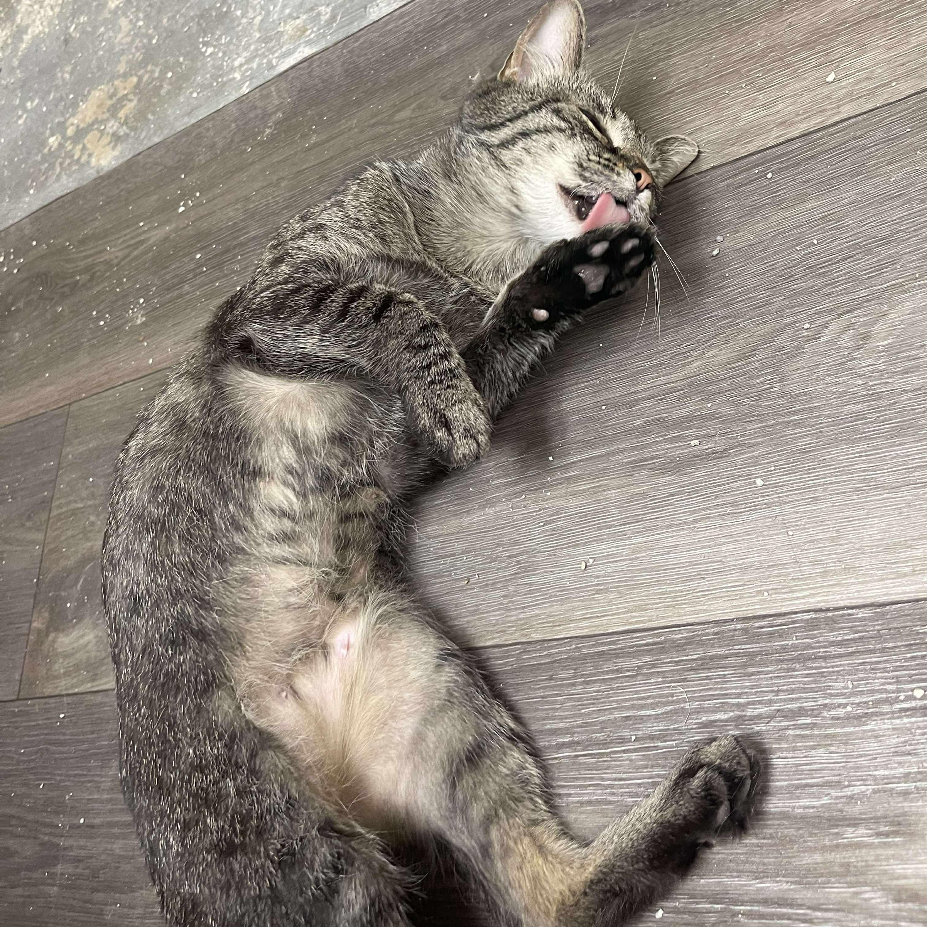 Enlarge Bianca Pepper, an adopted Tabby in Grand Rapids, MI image 4/5