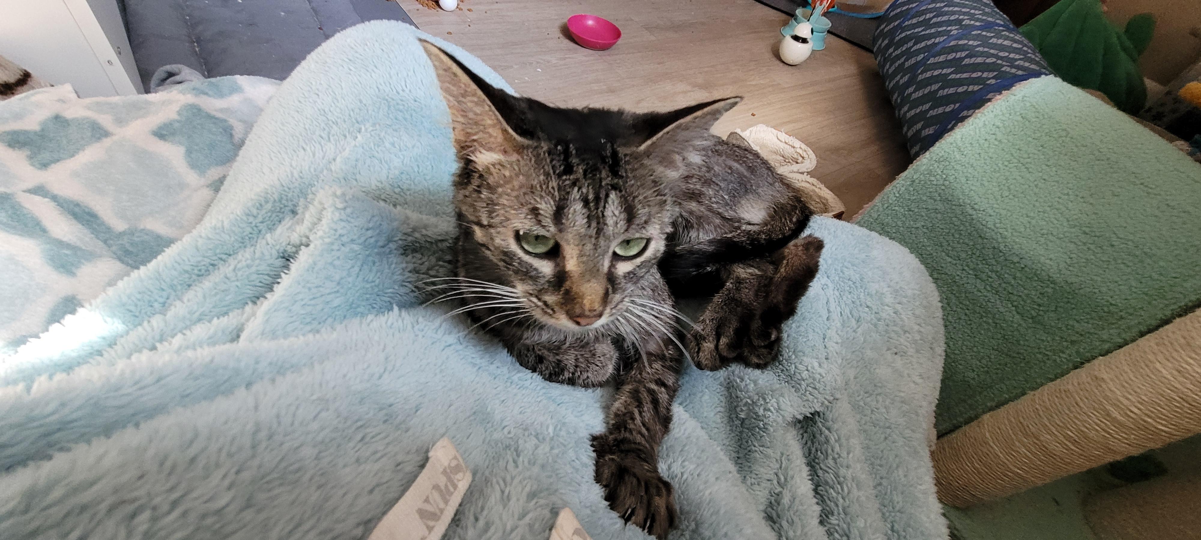 Enlarge Bianca Pepper, an adopted Tabby in Grand Rapids, MI image 5/5