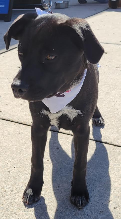 Pacee, Adopted, Puppy Female Cattle Dog & Labrador Retriever.