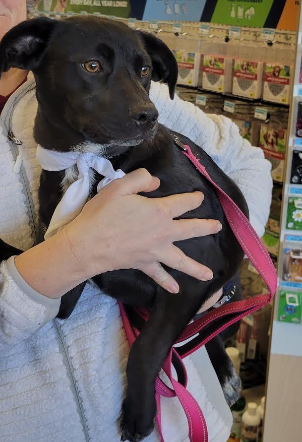 Enlarge Pacee, a Adopted mixed breed in Crossville, TN image 2/6