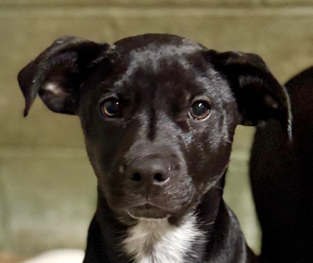 Enlarge Pacee, a Adopted mixed breed in Crossville, TN image 3/6