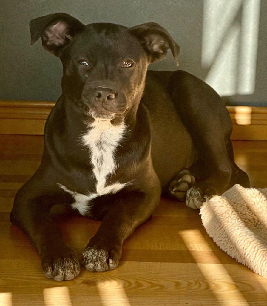 Enlarge Pacee, a Adopted mixed breed in Crossville, TN image 4/6
