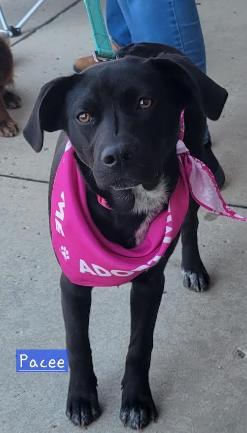 Enlarge Pacee, a Adopted mixed breed in Crossville, TN image 5/6
