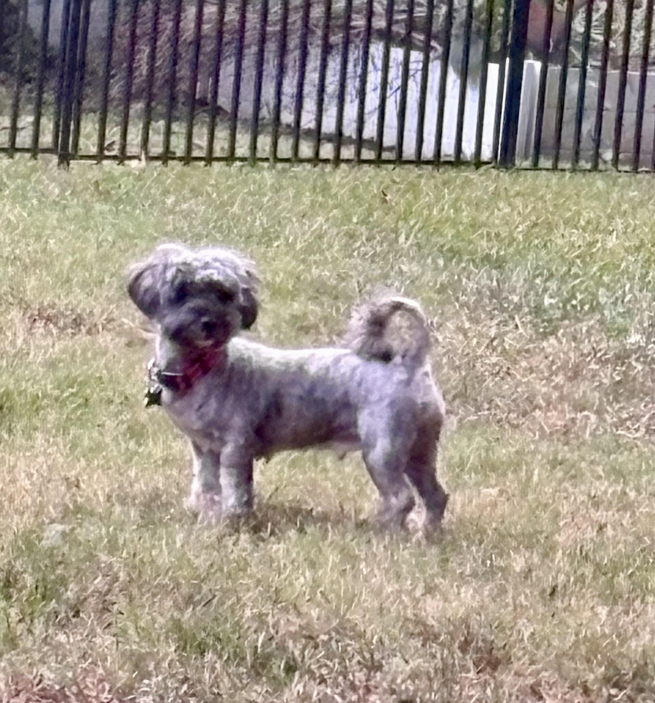 Enlarge Sabrina, a Adoptable mixed breed in East Point, GA image 3/4