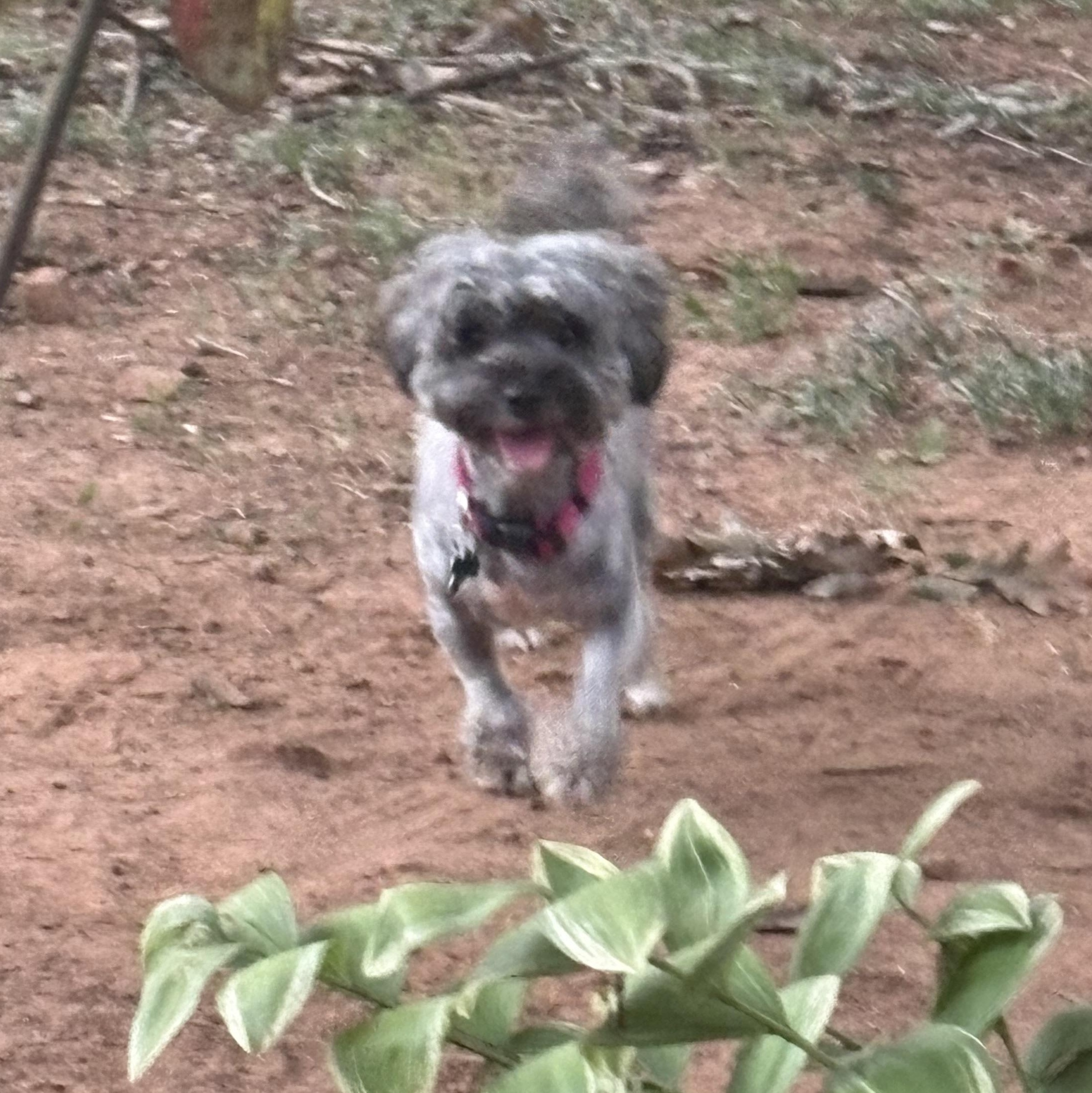 Enlarge Sabrina, a Adoptable mixed breed in East Point, GA image 4/4