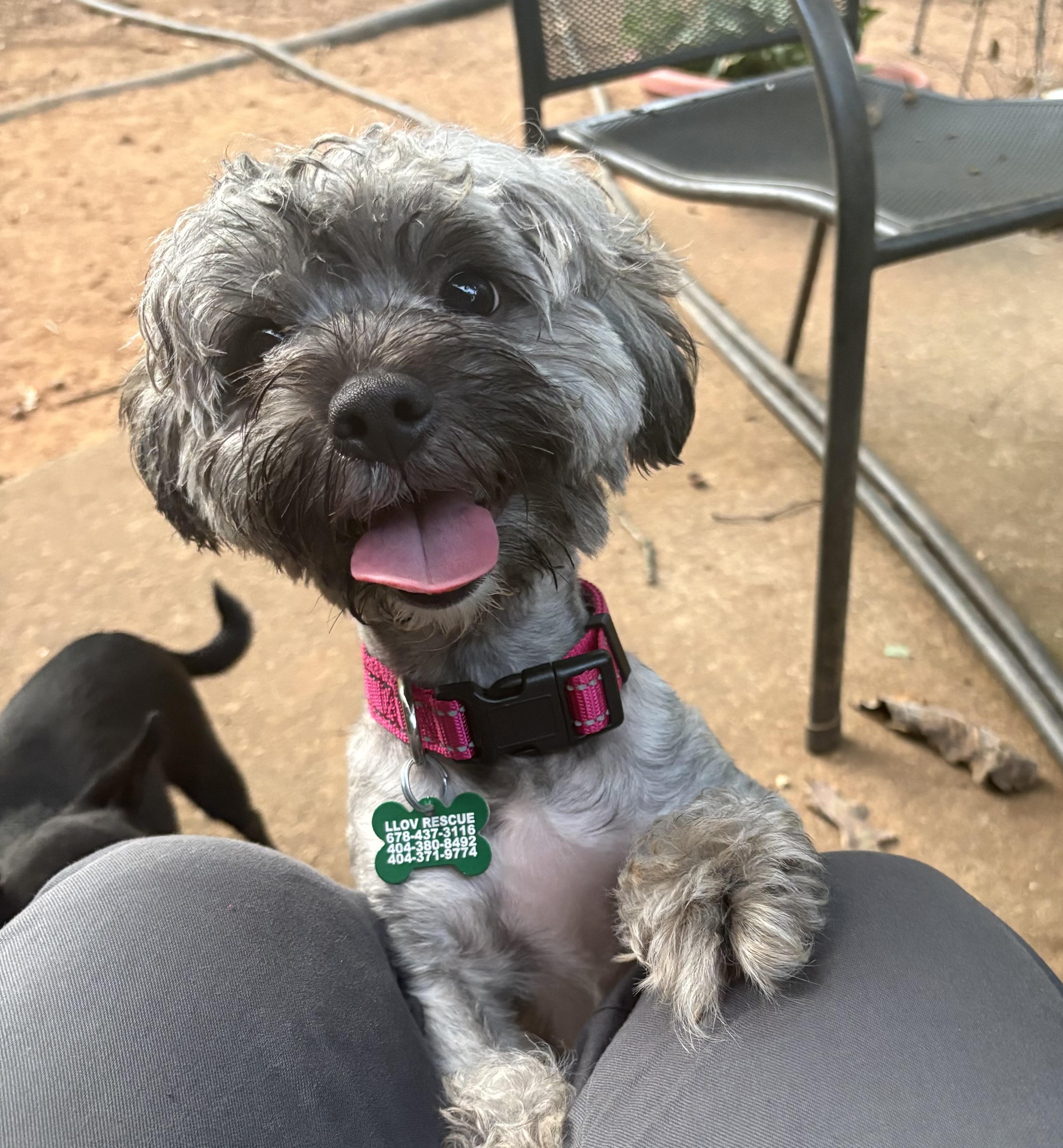 Sabrina, Adoptable, Young Female Poodle & Lhasa Apso.