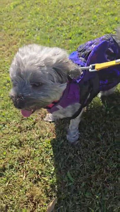 Enlarge Sabrina, a Adoptable mixed breed in East Point, GA video 2/4