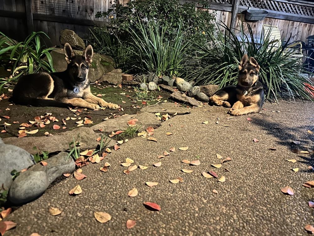 Enlarge Lilly, a Adoptable German Shepherd Dog in Palo Alto, CA image 1/6