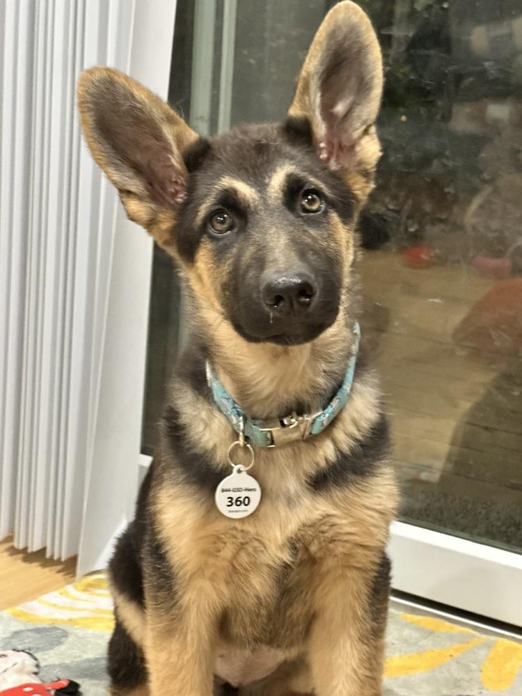 Enlarge Lilly, a Adoptable German Shepherd Dog in Palo Alto, CA image 2/6