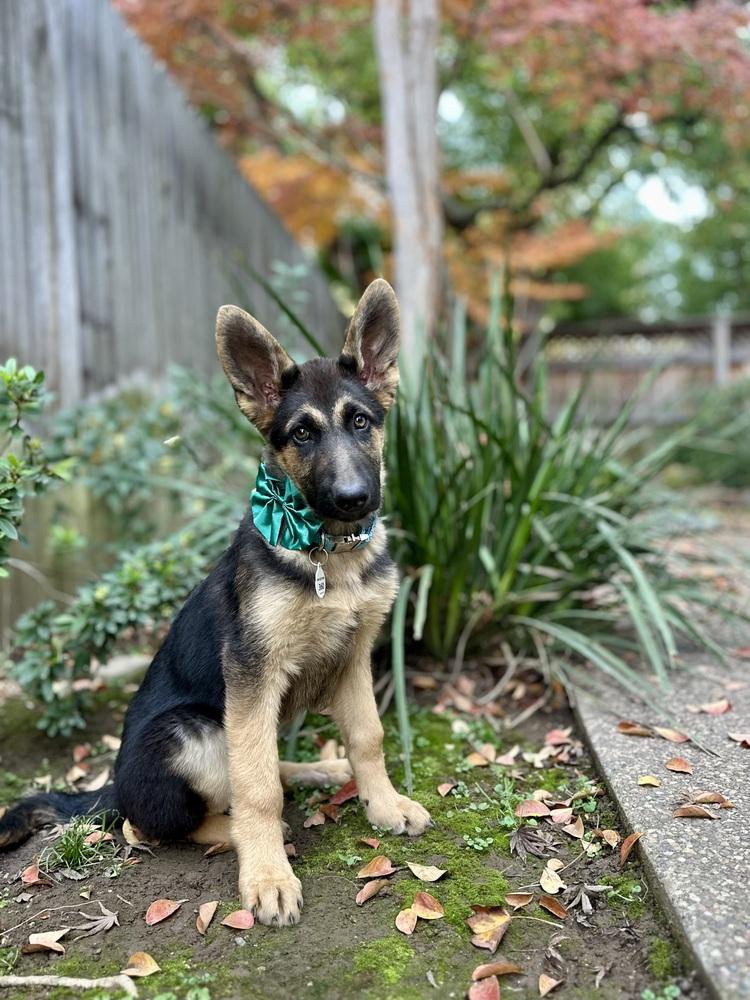 Enlarge Lilly, a Adoptable German Shepherd Dog in Palo Alto, CA image 3/6