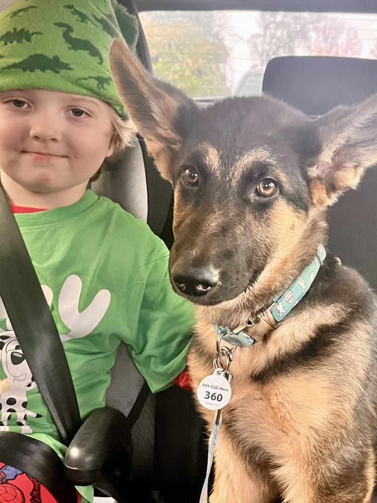 Enlarge Lilly, a Adoptable German Shepherd Dog in Palo Alto, CA image 4/6