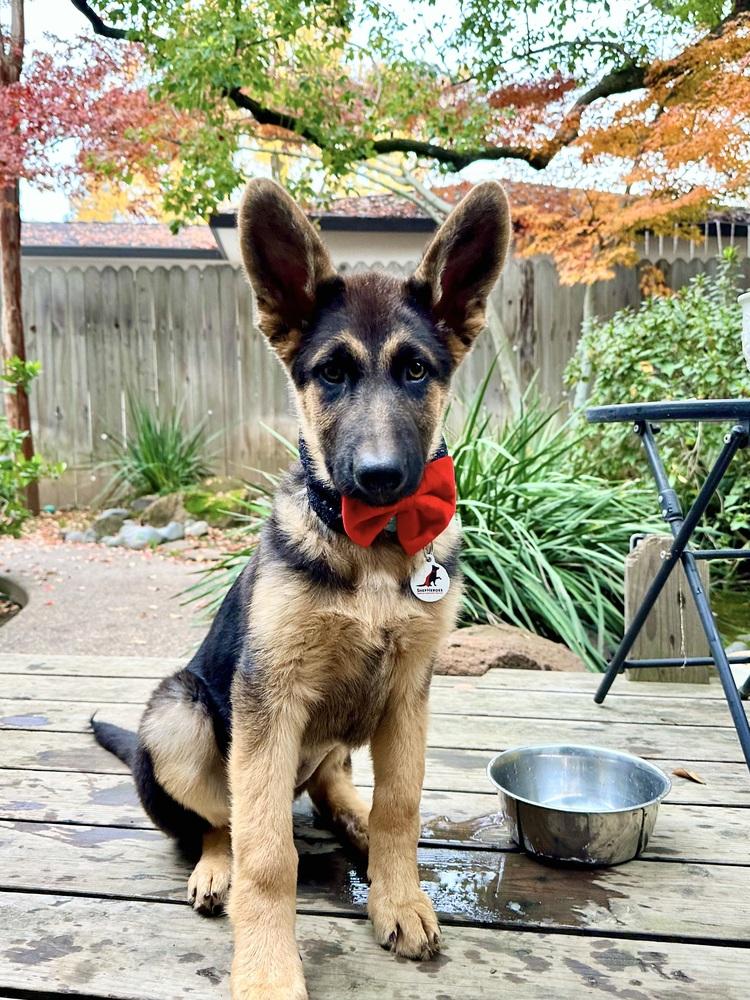 Enlarge Lilly, a Adoptable German Shepherd Dog in Palo Alto, CA image 5/6
