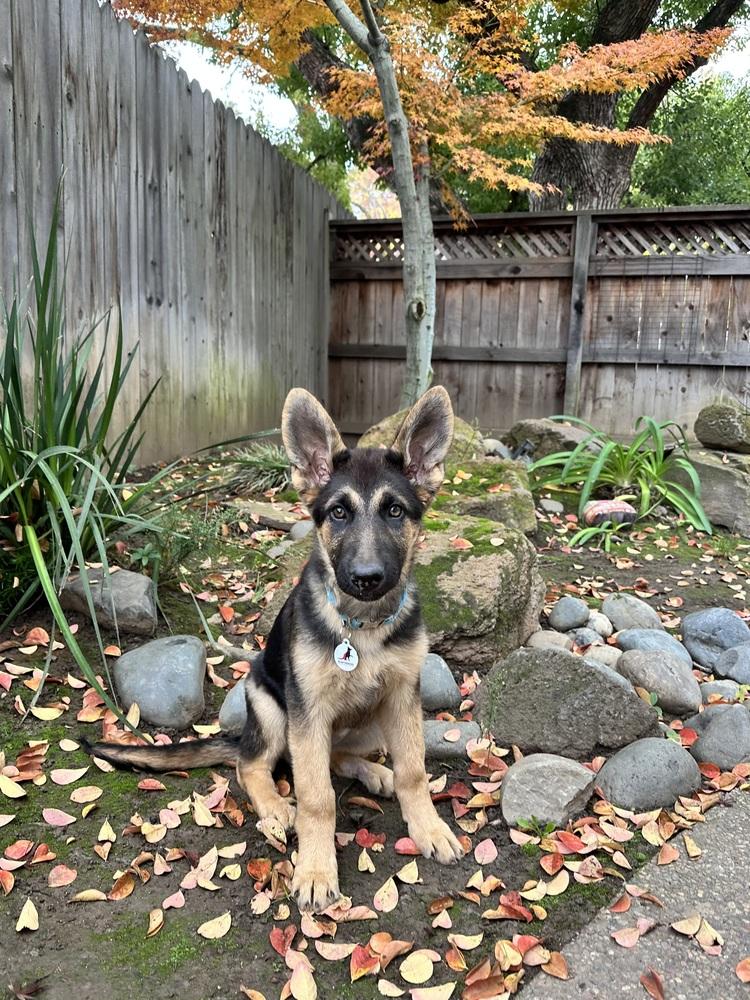 Enlarge Lilly, a Adoptable German Shepherd Dog in Palo Alto, CA image 6/6