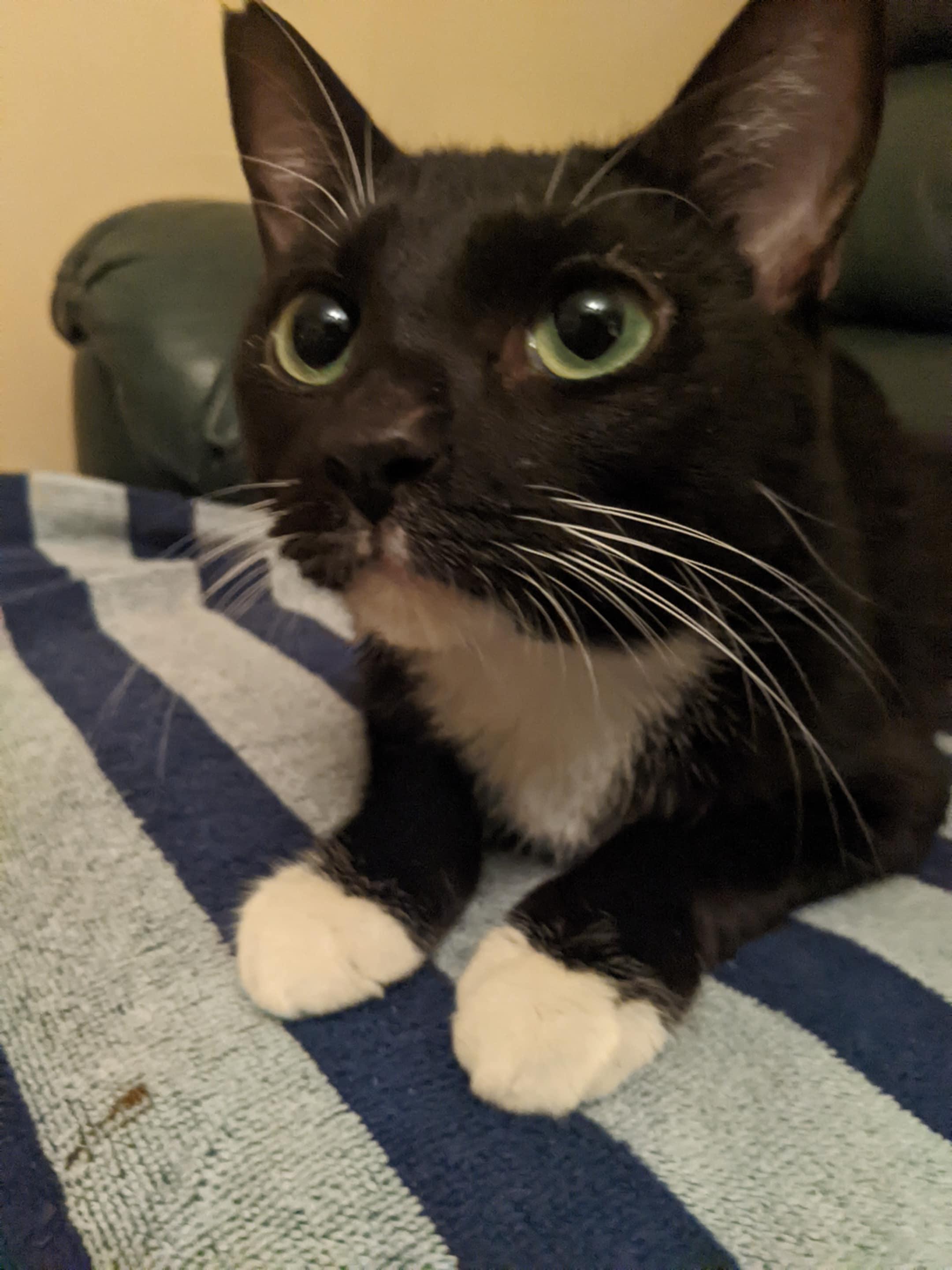 Jackie, Adoptable, Young Female Domestic Short Hair.