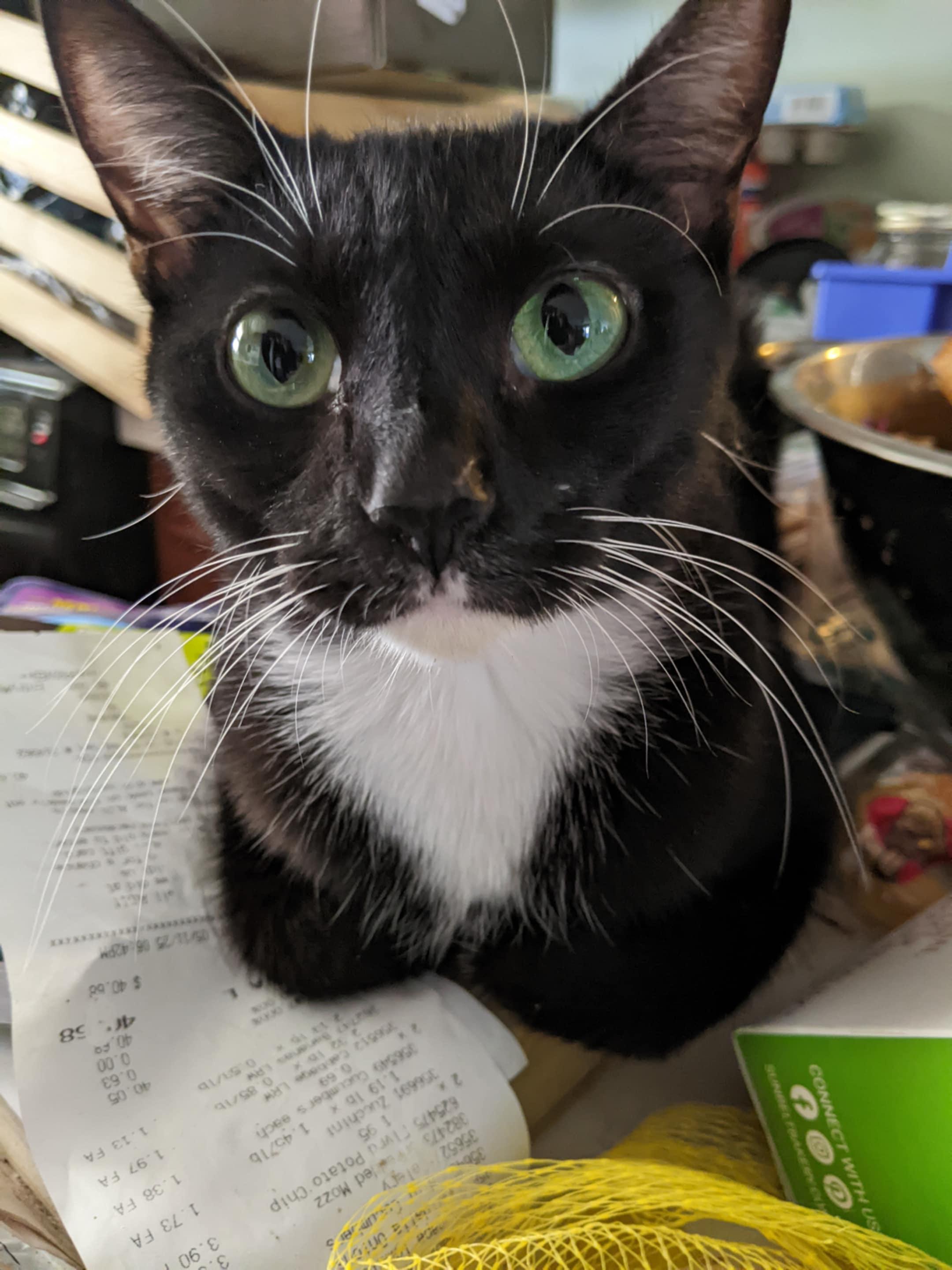 Enlarge Jackie, a Adoptable Domestic Short Hair in Goshen, IN image 2/2