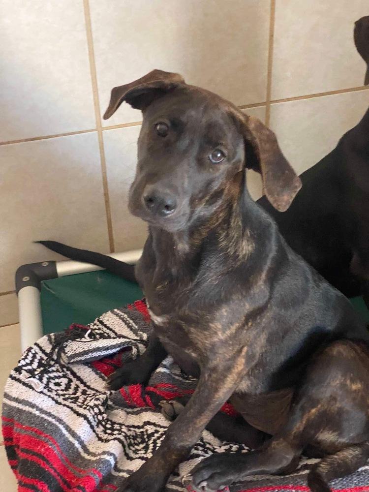 Enlarge Madison, a Adoptable mixed breed in Puerto Penasco, SON image 1/3