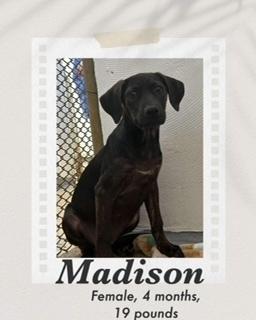 Enlarge Madison, a Adoptable mixed breed in Puerto Penasco, SON image 2/3