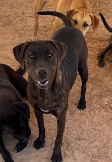 Enlarge Madison, a Adoptable mixed breed in Puerto Penasco, SON image 3/3