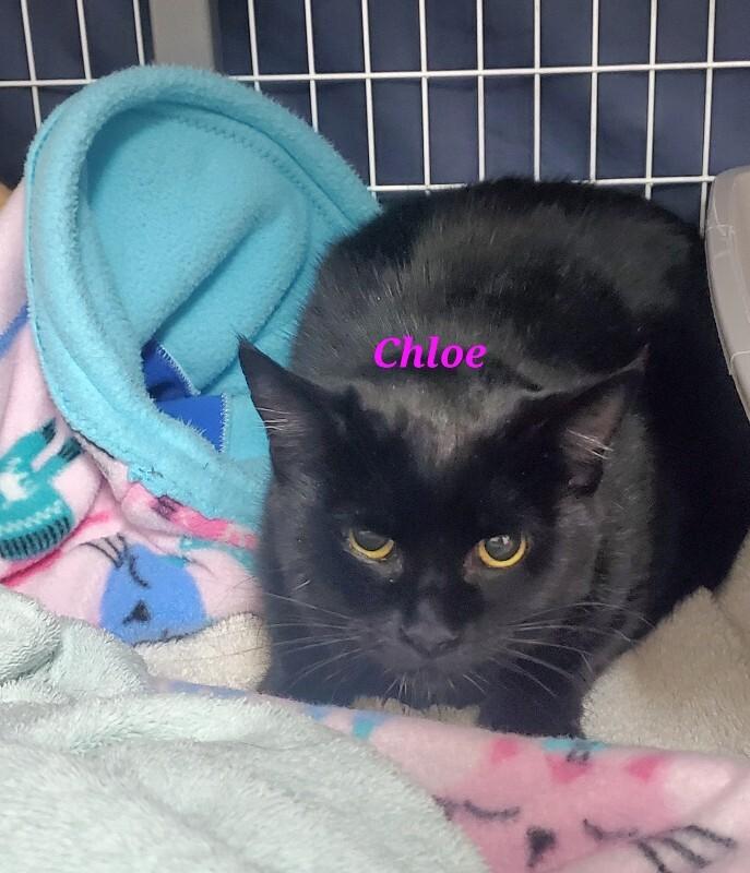 Chloe, Adoptable, Young Female Domestic Short Hair.