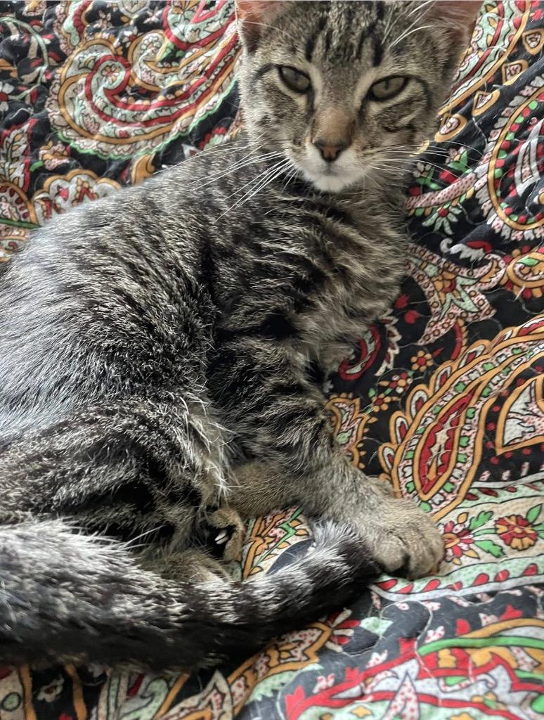 Lil Bit, Adoptable, Young Female Domestic Short Hair.