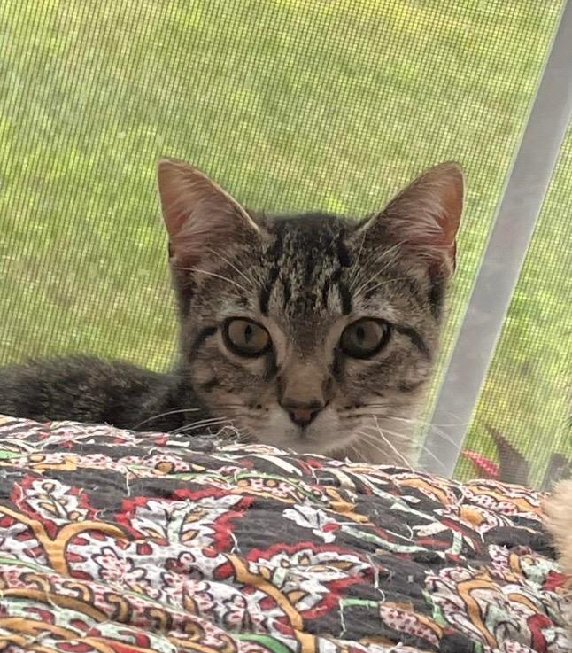 Lil Bit, a Adoptable Domestic Short Hair in Gorham, ME image 2/3