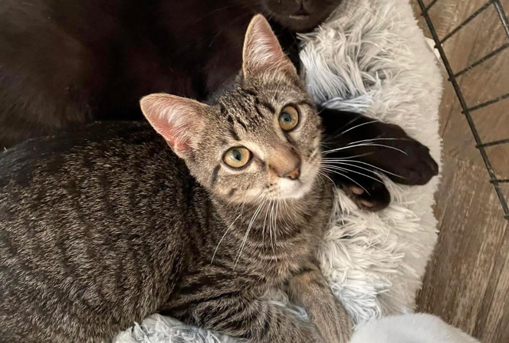 Lil Bit, a Adoptable Domestic Short Hair in Gorham, ME image 3/3