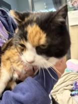 Mona, a ADOPTABLE mixed breed in Hamilton, MT image 2/2