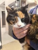 Mona, ADOPTABLE, Adult Female American Shorthair.
