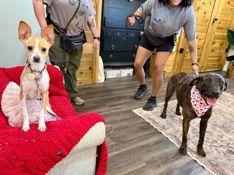 Odie Soft Hearted Gentle Giant