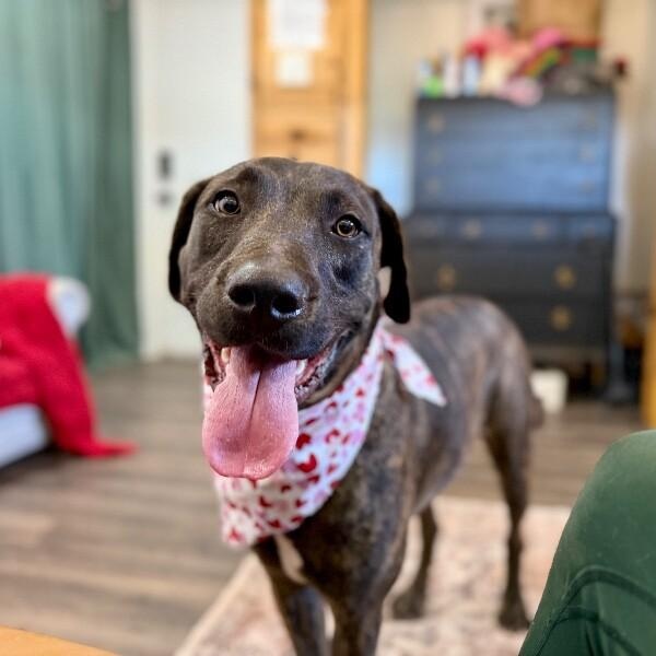 Odie Soft Hearted Gentle Giant — thumbnail 3