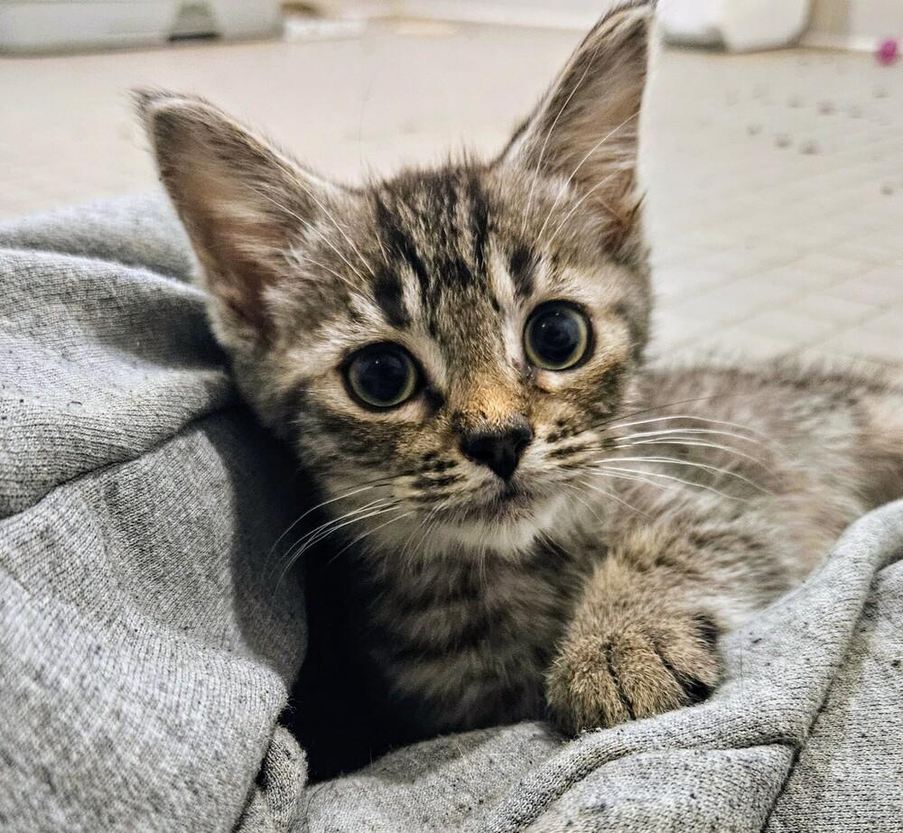 Enlarge Rascal, a Adopted Domestic Short Hair in Statesville, NC image 1/2