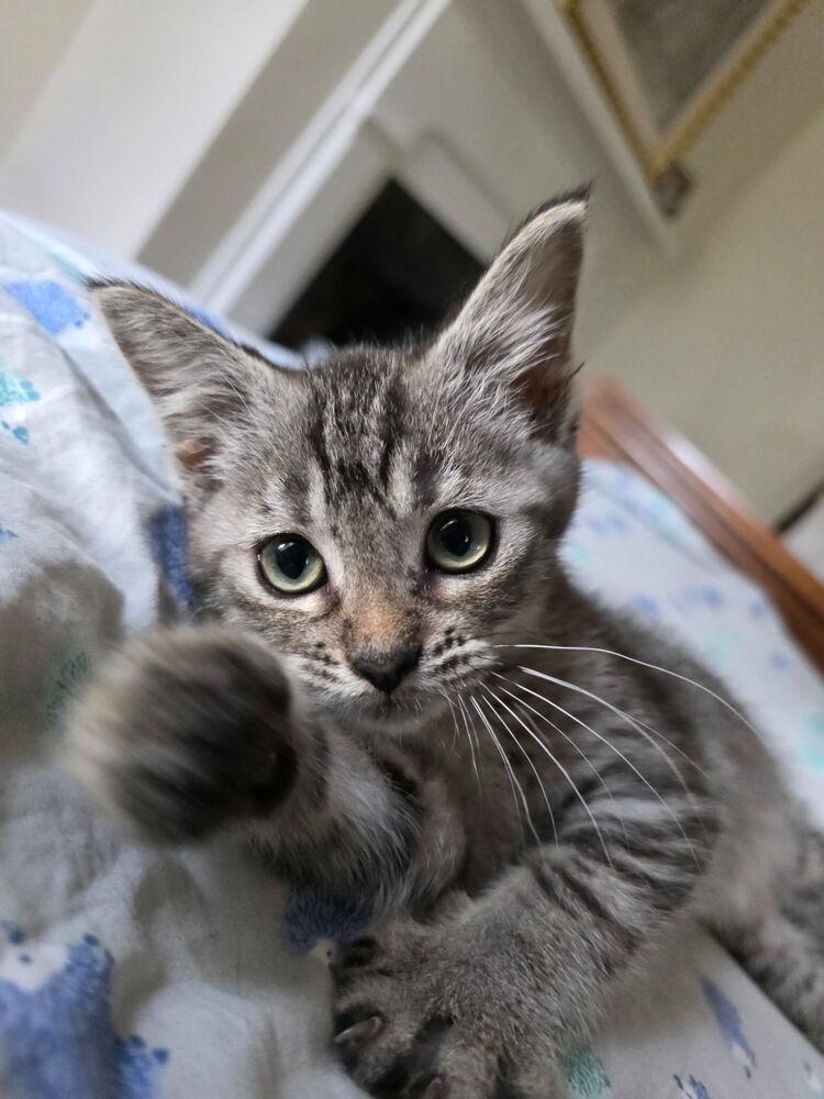 Enlarge Rascal, a Adopted Domestic Short Hair in Statesville, NC image 2/2