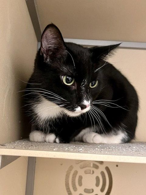 Verbena, Adoptable, Adult Female Domestic Short Hair.