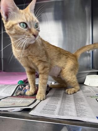 Cali, Adoptable, Kitten Female Domestic Short Hair & Domestic Short Hair.