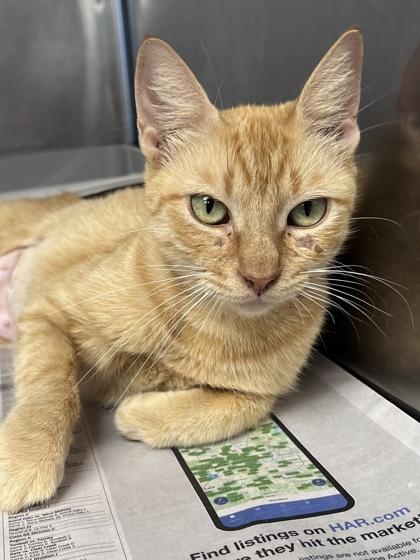 Cali, a Adoptable mixed breed in Houston, TX image 2/3