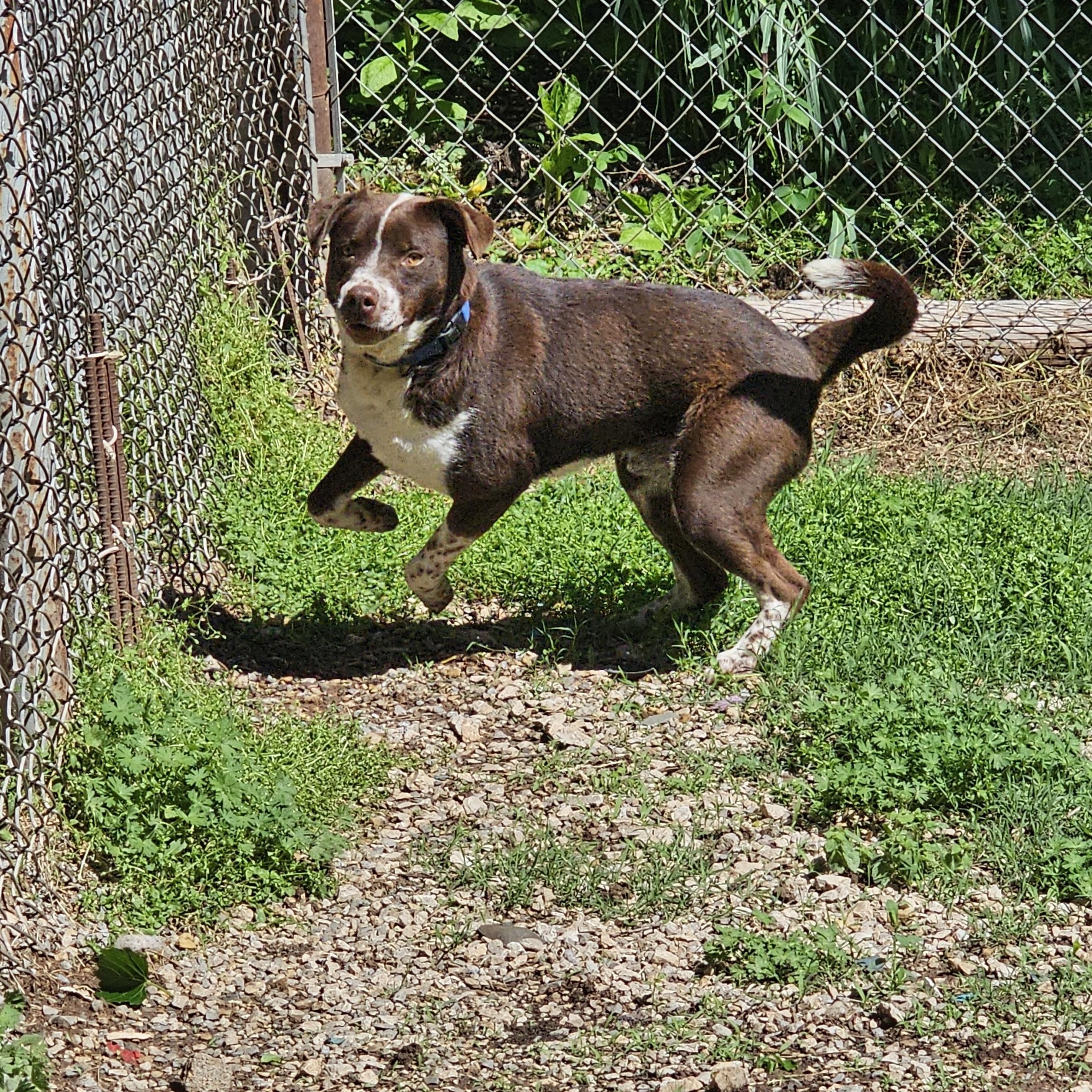 Chance , ADOPTABLE, Adult Male Pointer.