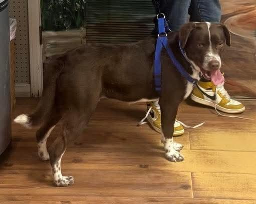 Enlarge Chance , a ADOPTABLE mixed breed in Cleveland, OK image 2/2