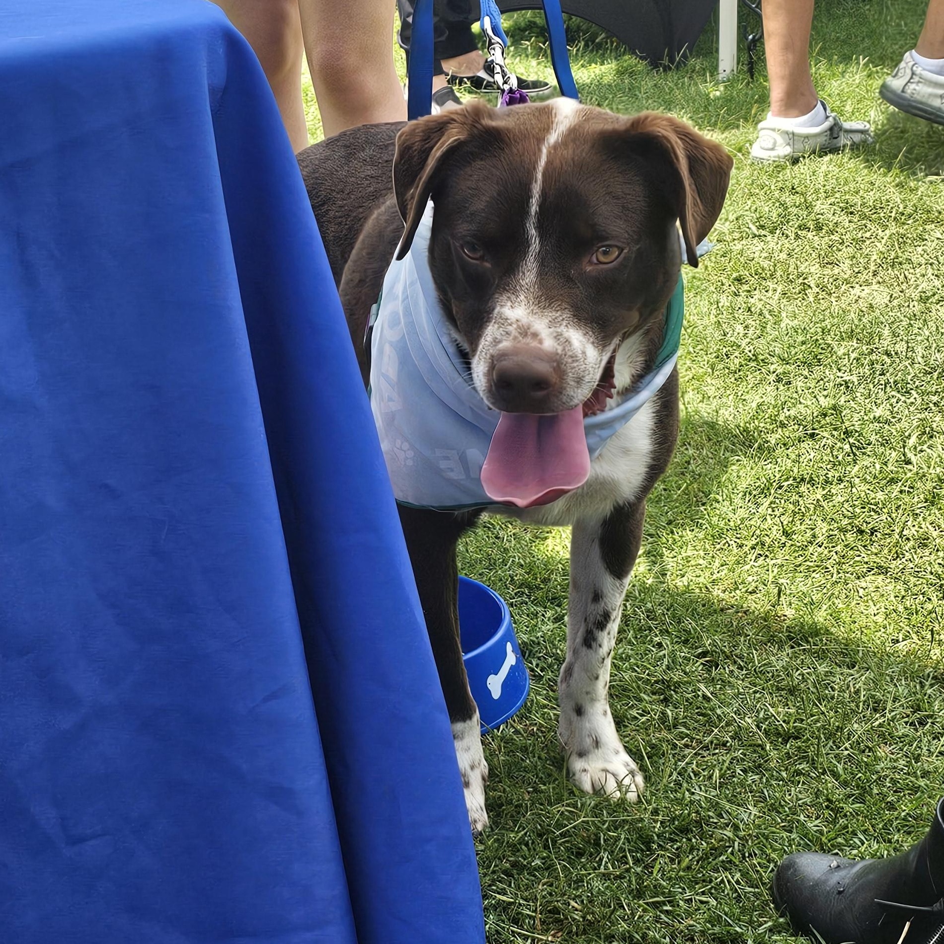 Chance , a ADOPTABLE mixed breed in Cleveland, OK image 3/3