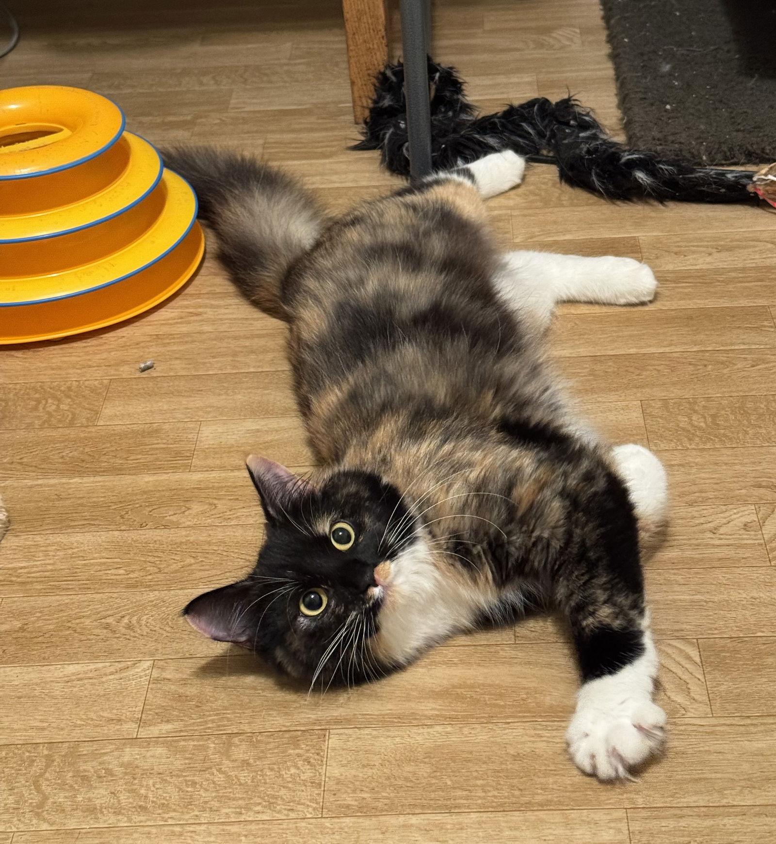 Enlarge Sunbeam, a Adoptable mixed breed in Hammond, LA image 1/3